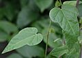 P.foetida.leaves