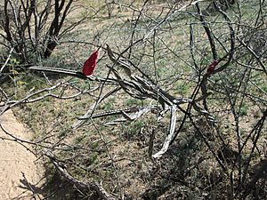 Peniocereus Greggii Sahuarita Arizona 2014