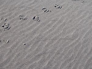 Pericoptus truncatus - scarab beetle and bird marks