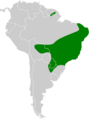 Platyrrhinus lineatus map