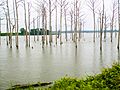 Poverty Point Reservoir (2013) IMG 7439