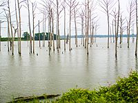 Poverty Point Reservoir (2013) IMG 7439