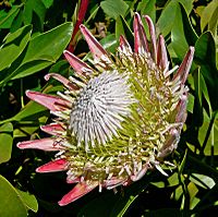 Protea cynaroides 3