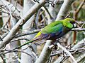 Purpureicephalus spurius (juvenile)-Perth, Western Australia