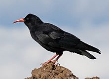 Pyrrhocorax pyrrhocorax -standing-8.jpg