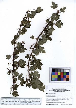 Ribes sericeum (5574055785).jpg