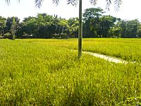 Rice growing at village.JPG