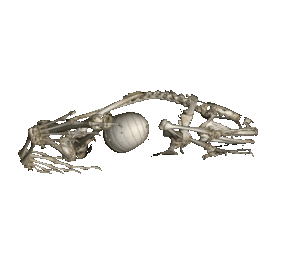 Rotational micro-CT scan of Rhombophryne vaventy holotype