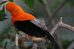 Rupicola peruviana (male) -San Diego Zoo-8a.jpg