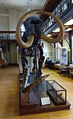 Rutgers University Geology museum mastodon front view
