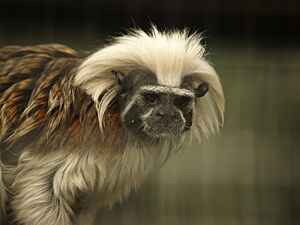 Saguinus oedipus