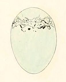 Saltator coerulescens egg 1847