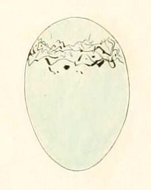 Saltator coerulescens egg 1847