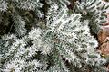 Ses Salines - Botanicactus - Cylindropuntia tunicata 05 ies