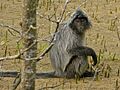 Silvered Leaf Monkey (Trachypithecus cristatus) (8125672881)