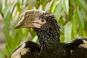 SilverycheekedHornbill