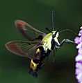 Snowberry Clearwing -2 - 08.05.22