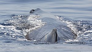 Sperm whale blowhole Vincze