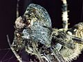 Spider with entombed insect