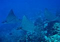 Spotted eagle rays belize