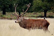 Stag and Skylark Richmond Park