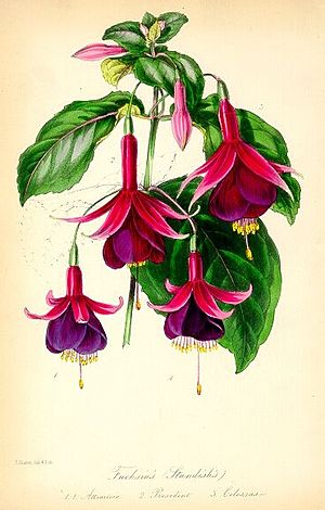 Fuchsia Facts for Kids