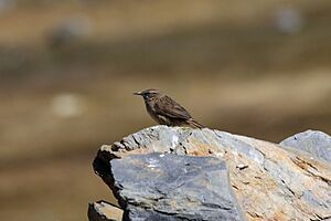 Streak-throated Canestero (Asthenes humilis).jpg