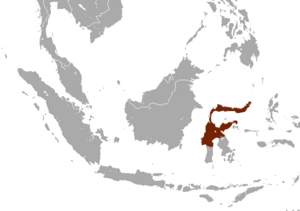 Sulawesi Shrew area.png