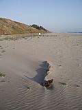 Sunset State Beach driftwood.jpg