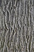 Swamp White Oak Quercus bicolor Bark Closeup Vertical