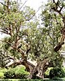 Sycomoros old