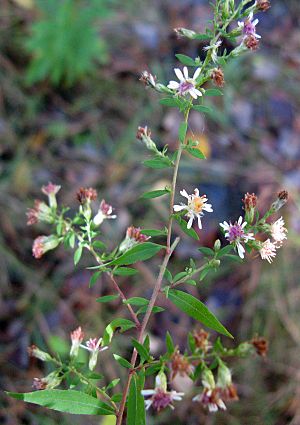 Part of a calico aster plant