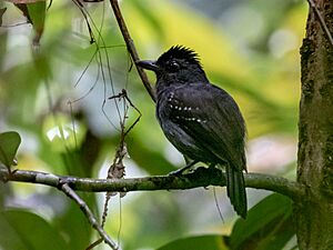 Thamnophilus aethiops White-shouldered Antshrike (male); Porto Velho, Rondônia, Brazil.jpg