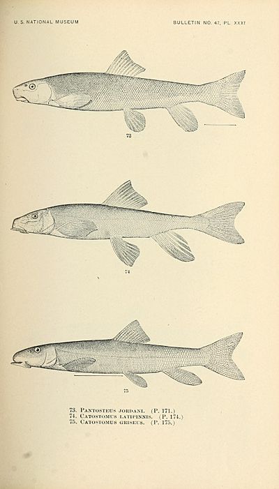 The fishes of North and Middle America (Pl. XXXI) (7983309822).jpg