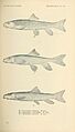 The fishes of North and Middle America (Pl. XXXI) (7983309822)
