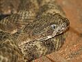 Tiger Rattlesnake 001