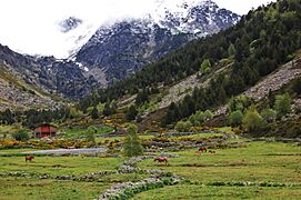 Vall d'Incles i Solana d'Andorra (Canillo) - 108