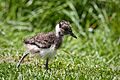 Vanellus vanellus -Rotterdam Zoo, Netherlands -chick-8a