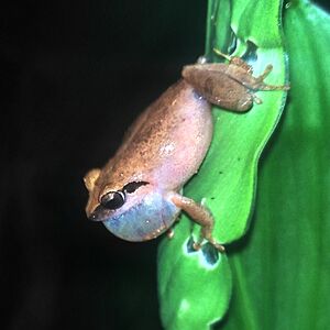 Waynadbushfrog