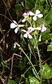 WildRadish1