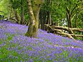 Wood with bluebells - geograph.org.uk - 701019