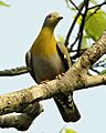 Yellow-footed Green-Pigeon (Treron phoenicopterus) male-8