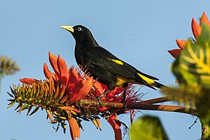 Yellow-rumped Cacique - Pantanal - Brazil H8O2199 (23593614830).jpg