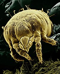 Yellow mite (Tydeidae) Lorryia formosa 2 edit