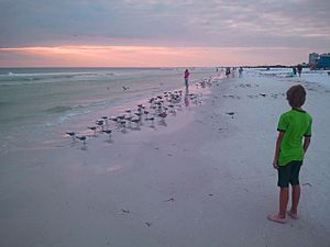 Young Boy Watching Birds, Siesta Beach, Sarasota, FL 2011-11-05
