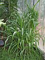 Zea diploperennis01
