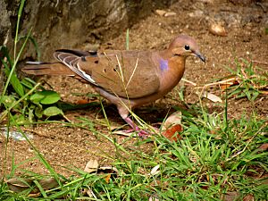 Zenaida Dove, St. Thomas.jpg