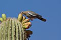 Bird atop cactus