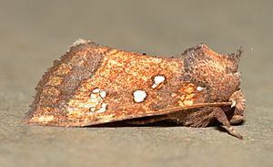 - 9471 – Papaipema arctivorens – Northern Burdock Borer Moth (43251006915).jpg