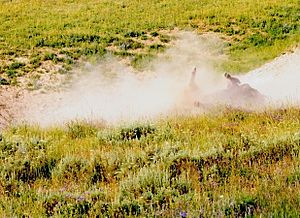 A bison wallow is a shallow depression in the soil